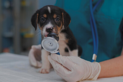 Оценка ветеринарной клиники